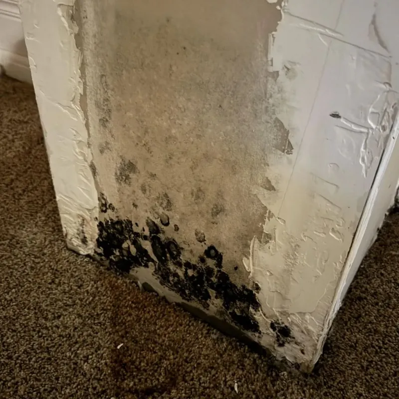 Professional Mold Removal in Dunbar, PA